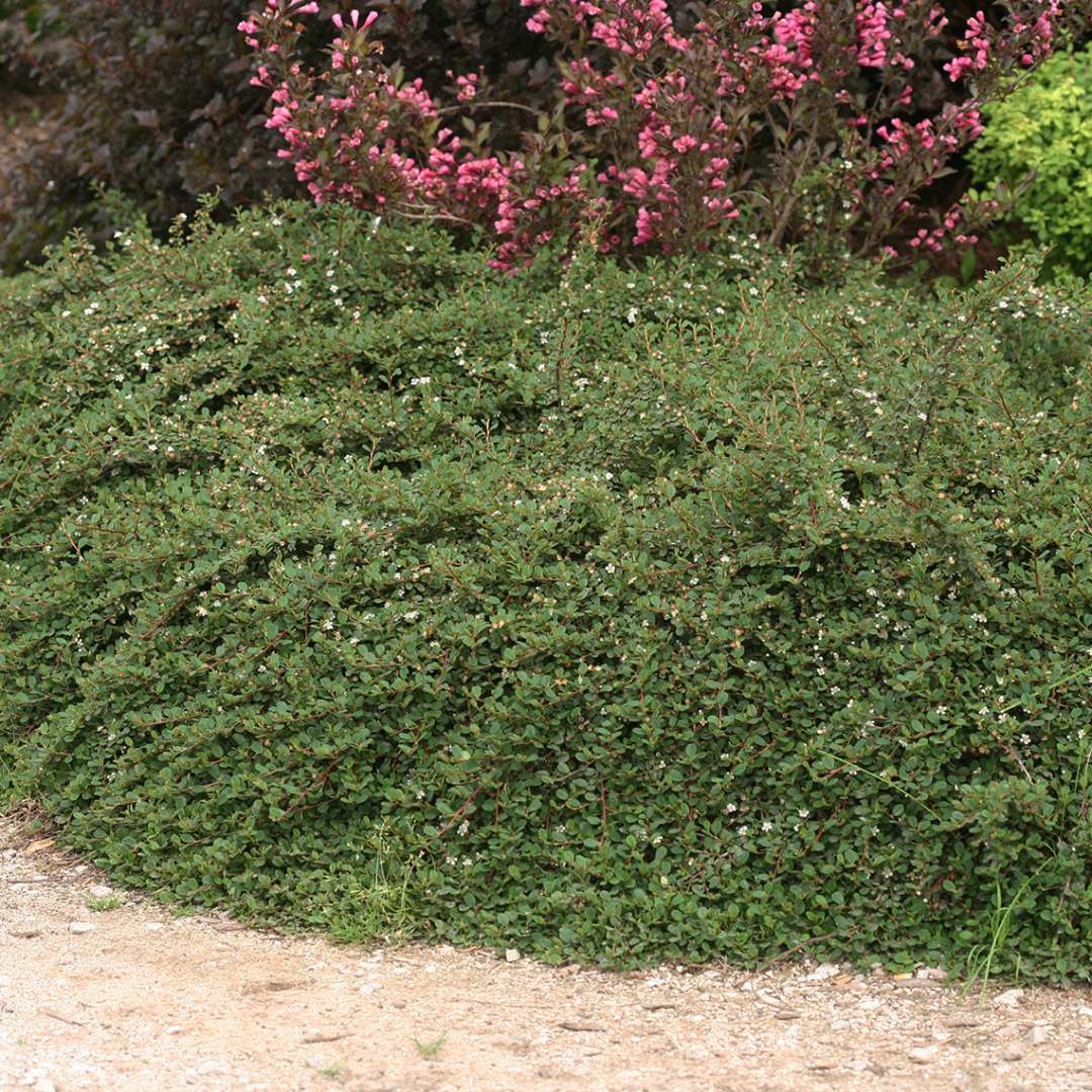 Little Dipper Cotoneaster draped at edge of border with blooming Weigela